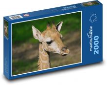 Žirafa - mládě, savec Puzzle 2000 dílků - 90 x 60 cm
