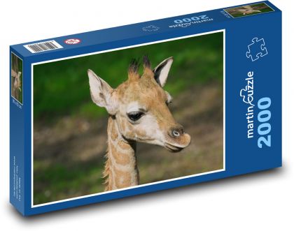 Žirafa - mládě, savec - Puzzle 2000 dílků, rozměr 90x60 cm