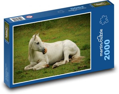White Horse - Hengst, reinrassiger Araber - Puzzle - 2000 Teile
