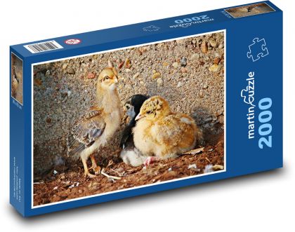 Bird - chicken, chicken - Puzzle 2000 pieces, size 90x60 cm 