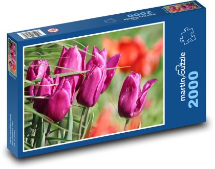 Růžový tulipán - květina, zahrada - Puzzle 2000 dílků, rozměr 90x60 cm