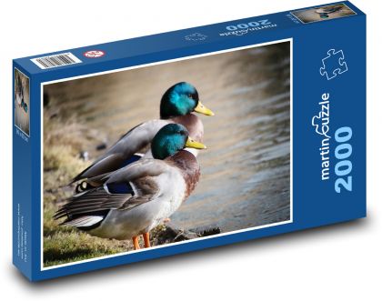 Kačice - divoké kačice, vtáky - Puzzle 2000 dielikov, rozmer 90x60 cm 