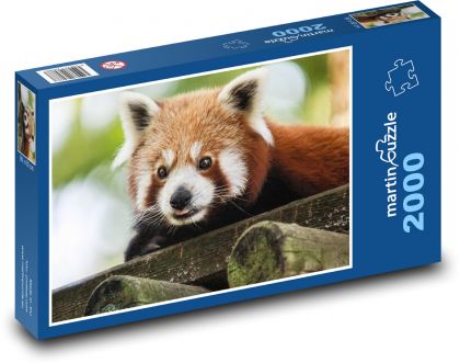 Red panda - teddy bear, animal - Puzzle 2000 pieces, size 90x60 cm 