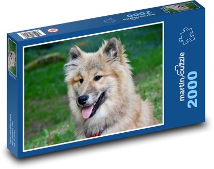 Eurasier - dog, animal - Puzzle 2000 pieces, size 90x60 cm 
