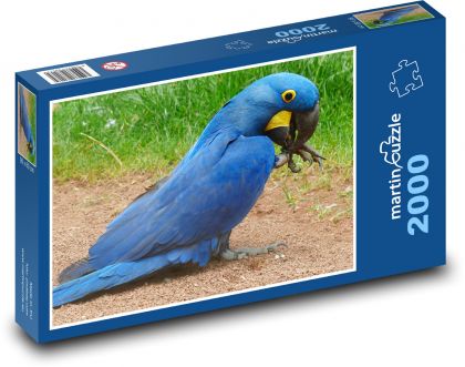 Modrý papoušek - pták, zvíře - Puzzle 2000 dílků, rozměr 90x60 cm