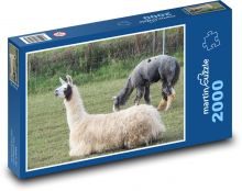 Lama - zvíře, pastvina Puzzle 2000 dílků - 90 x 60 cm