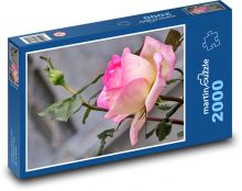 Růže - květiny, zahrada Puzzle 2000 - 90x60 cm