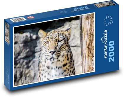 Leopard - velká kočka, zvíře - puzzle 2000 dílků