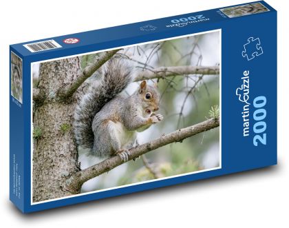 Squirrel on a branch - animal, tree - Puzzle 2000 pieces, size 90x60 cm 