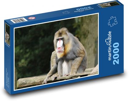 Opice - zvíře, savec  - Puzzle 2000 dílků, rozměr 90x60 cm