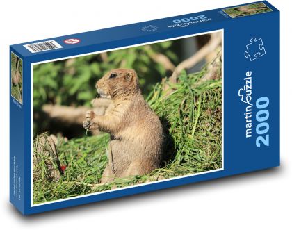 Pies preriowy - zwierzę, gryzoń - Puzzle 2000 elementów, rozmiar 90x60 cm
