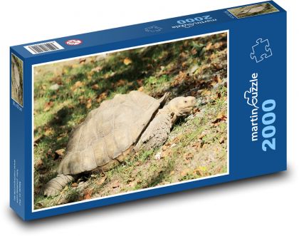 Turtle - reptile, animal - Puzzle 2000 pieces, size 90x60 cm 