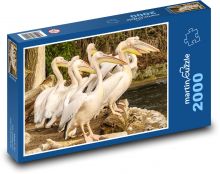 Pelikáni - ptáci, zvířata Puzzle 2000 dílků - 90 x 60 cm