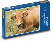 Krowa - rogi, zwierzę Puzzle 2000 elementów - 90x60 cm