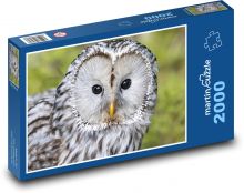 Gray owl - bird, animal Puzzle 2000 pieces - 90 x 60 cm