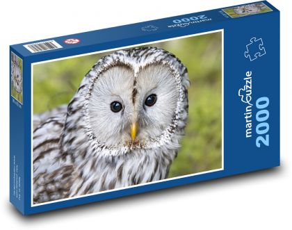 Gray owl - bird, animal - Puzzle 2000 pieces, size 90x60 cm 