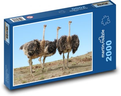 Ostriches - runners, animals - Puzzle 2000 pieces, size 90x60 cm 