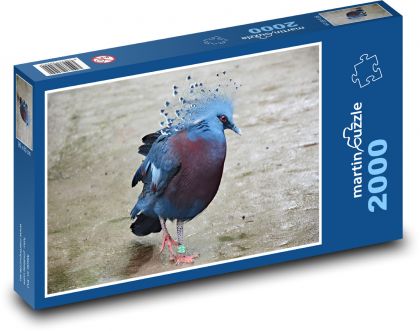 Pták - vějířový holub, zvíře - Puzzle 2000 dílků, rozměr 90x60 cm