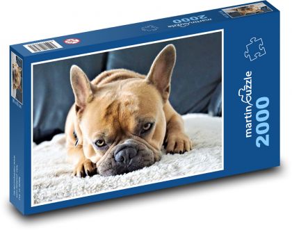 Französische Bulldogge - Hund, Haustier - Puzzle - 2000 Teile