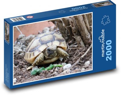 Schildkröte - Reptil, Tier - Puzzle - 2000 Teile