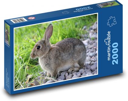 Rabbit - animal, fur - Puzzle 2000 pieces, size 90x60 cm 