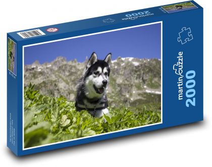 Husky syberyjski - pies, zwierzątko domowe - Puzzle 2000 elementów, rozmiar 90x60 cm