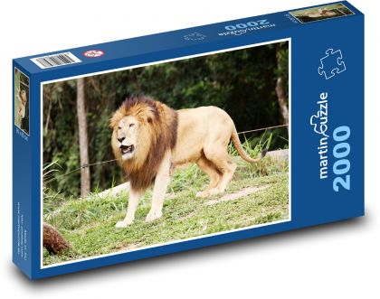 Lev - zvíře, král džungle - Puzzle 2000 dílků, rozměr 90x60 cm