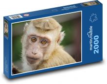 Opice - roztomilý, zoo Puzzle 2000 - 90x60 cm