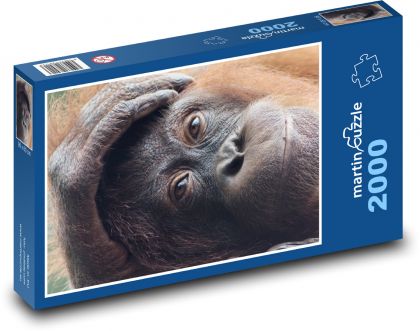 Orangutan - primát, zvíře - Puzzle 2000 dílků, rozměr 90x60 cm