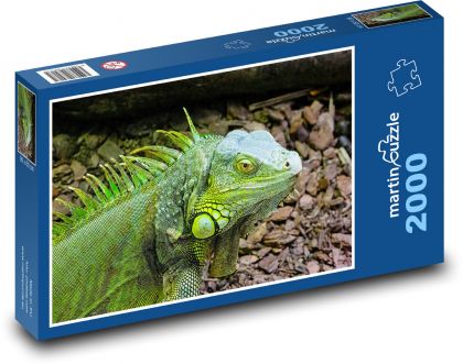 Green iguana - reptile, animal - Puzzle 2000 pieces, size 90x60 cm 
