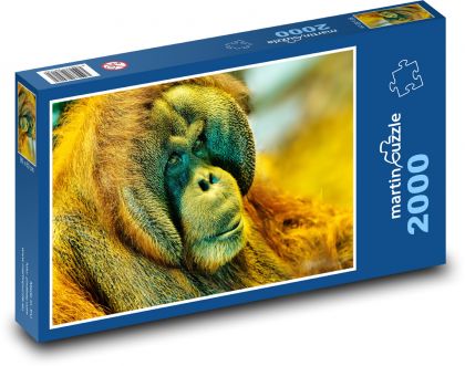 Orangutan - opice, primát - Puzzle 2000 dílků, rozměr 90x60 cm