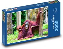 Orangutan - zvíře, opice Puzzle 2000 - 90x60 cm