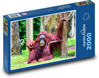 Orangutan - zvíře, opice - puzzle 2000 dílků