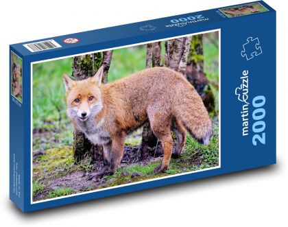 Fox - mammal, animal - Puzzle 2000 pieces, size 90x60 cm 