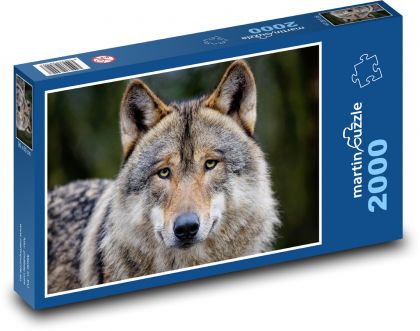 Šedý vlk - zvíře, dravec - Puzzle 2000 dílků, rozměr 90x60 cm