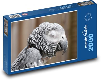 Papoušek šedý - pták, zvíře - Puzzle 2000 dílků, rozměr 90x60 cm