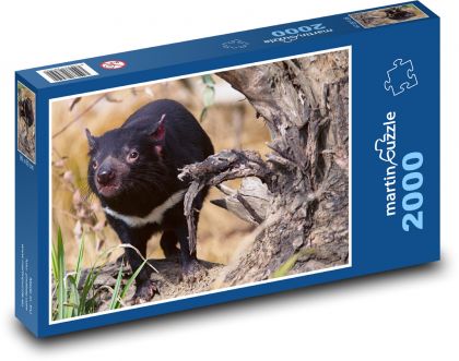Ďábel medvědovitý - zvíře, savec - puzzle 2000 dílků