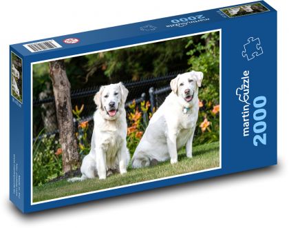 Golden retriver - psy, zwierzęta domowe - Puzzle 2000 elementów, rozmiar 90x60 cm