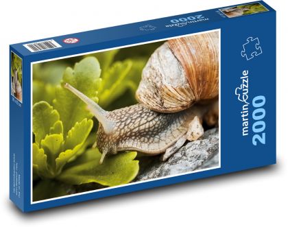 Snail - snail - Puzzle 2000 pieces, size 90x60 cm 