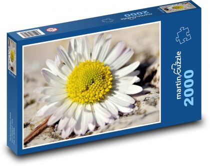 Gänseblümchen - Blütenblätter, Blume - Puzzle - 2000 Teile