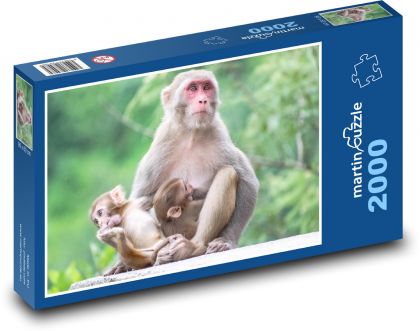 Małpa - karmienie, matka - Puzzle 2000 elementów, rozmiar 90x60 cm
