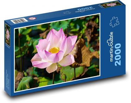 Lotus - flower, flower - Puzzle 2000 pieces, size 90x60 cm 