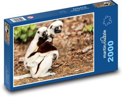 Sifaka Coquerelův - lemur, zvíře - Puzzle 2000 dílků, rozměr 90x60 cm
