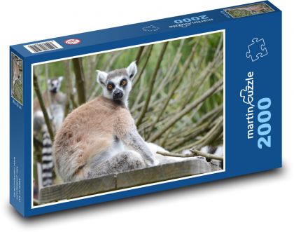 Lemur madagaskarski - zwierzęcy, ssak - Puzzle 2000 elementów, rozmiar 90x60 cm