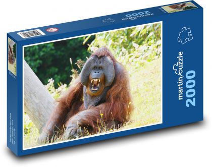 Orangutan - monkey, animal - Puzzle 2000 pieces, size 90x60 cm 
