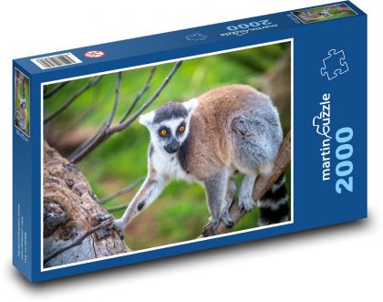 Lemur - opice, primát - Puzzle 2000 dílků, rozměr 90x60 cm