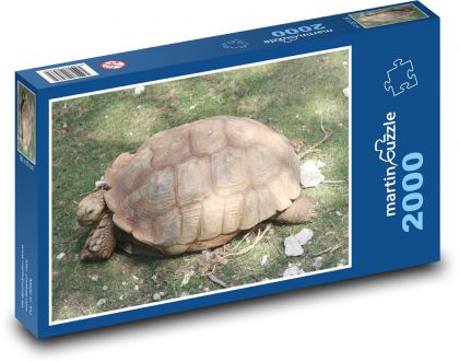 Żółw - skorupa, gad - Puzzle 2000 elementów, rozmiar 90x60 cm