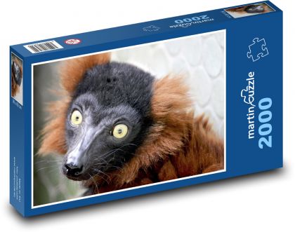 Maki red - lemur, animal - Puzzle 2000 pieces, size 90x60 cm 