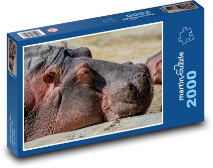 Hippo - animal, zoo - Puzzle 2000 pieces, size 90x60 cm 