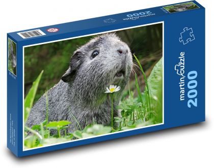 Guinea pig - animal, cute - Puzzle 2000 pieces, size 90x60 cm 